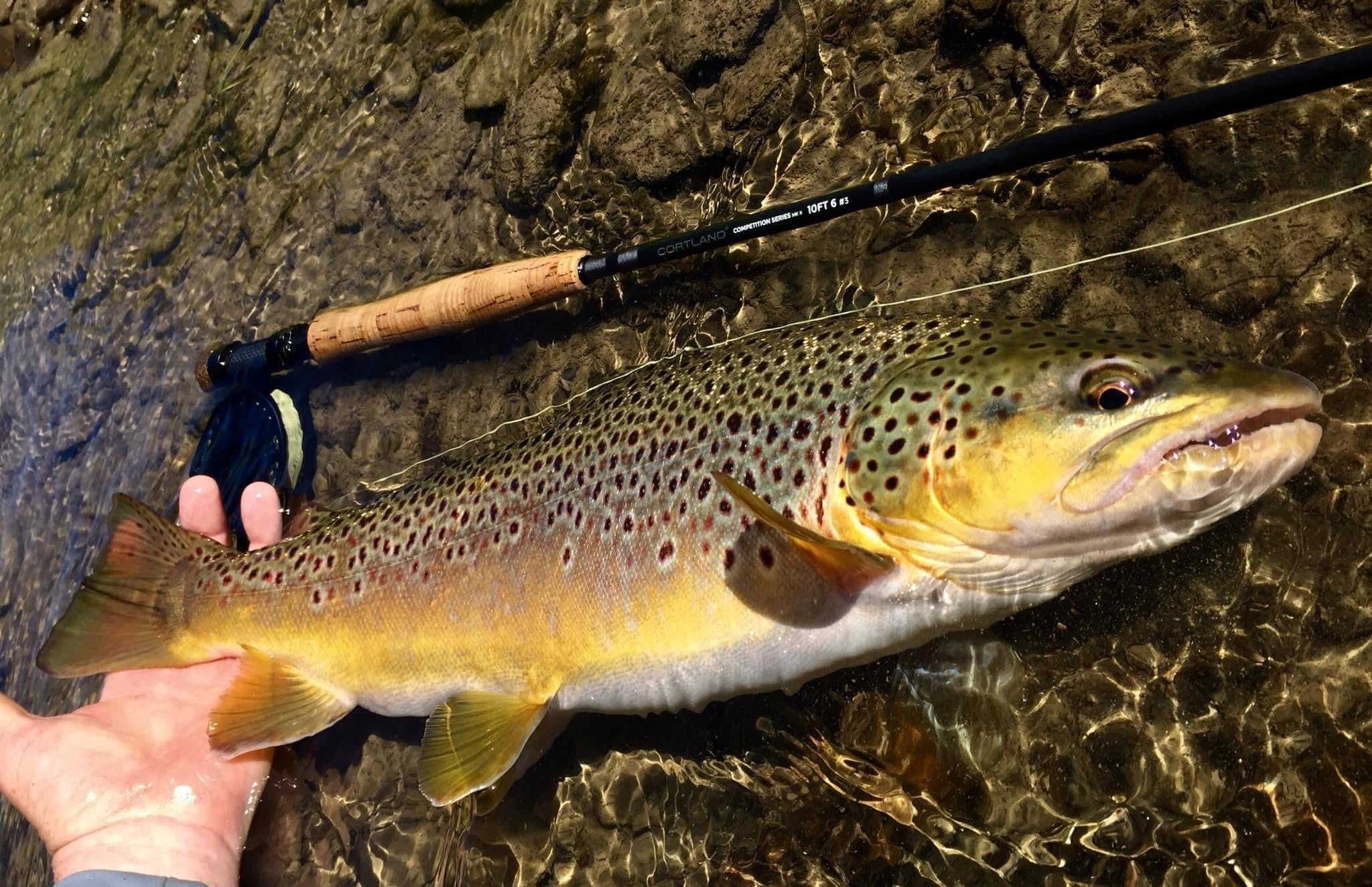 Cortland Competition MKII Series Fly Rod - Euro Style Nymphing - Image 4