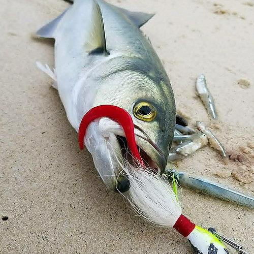 Fat Cow Jig Strips Eel Tail - Image 3