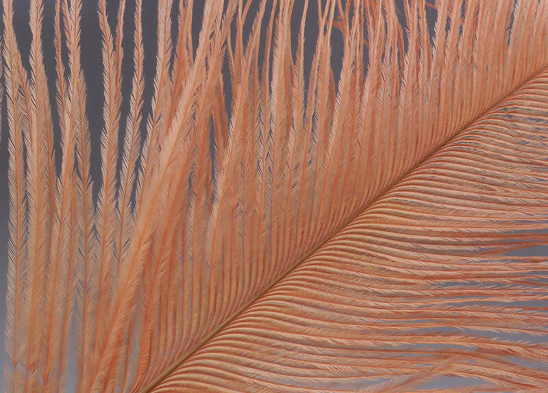 Hareline Ostrich Herl - Image 4