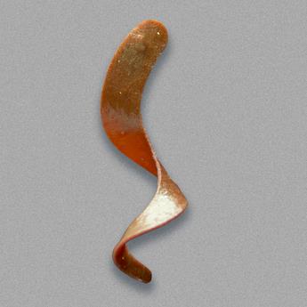 Otter Tail Curly Short - Image 2